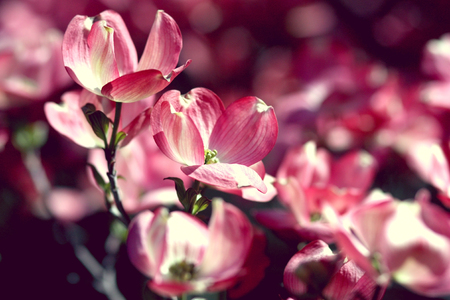 Macro of the flowers of blooming cherry tree.の写真素材