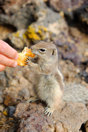 African ground squirrel eating a piece of tangering from the hand. Location the Canary Island Fuerteventura, Spain.の写真素材