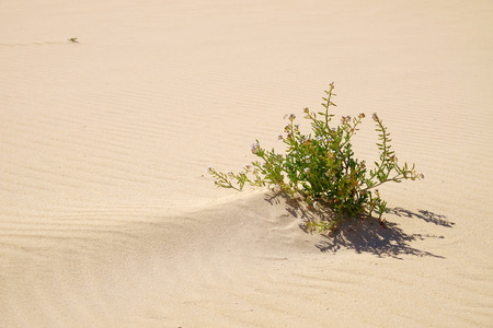 Small shrub in a desert.の写真素材