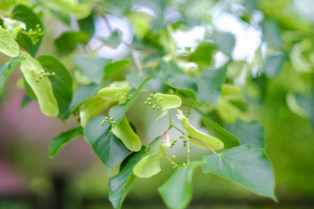 Brunch of blooming linden tree. Tilia tree. Close-up.