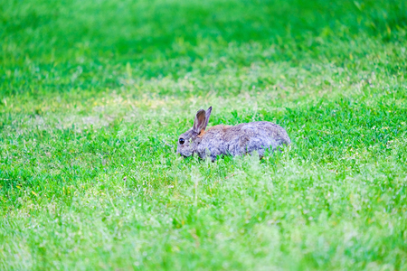 Gray hare in green grass in the forest. Space for text.