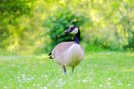 Canadian Goose on grass in a green meadow with white flowers in a sunny day.の写真素材