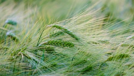 Agricultural field with spikes of cereals. Closeup. Can be used as natural blurred summer...