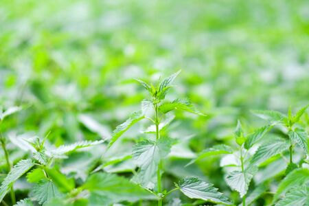 Urtica dioica also called nettle with fresh green leaves.の写真素材