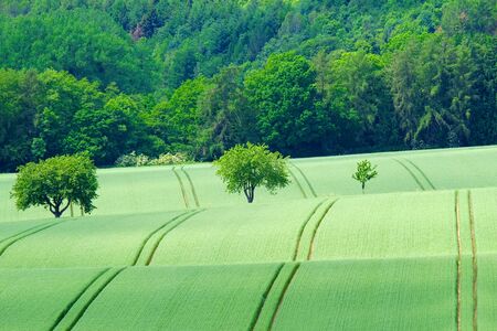 View on the agricultural fields with various types of grain in Bad Pyrmont, Germany.