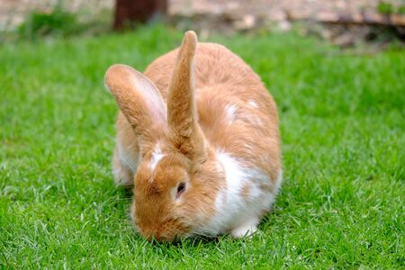 Beautiful fluffy rabbit with red and white fur on green grass.の写真素材