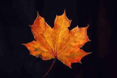 Autumn maple leaf on dark background. Close-up.