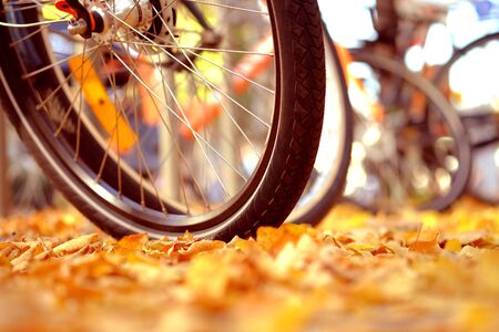 Autumn landscape with a bicycle wheel on the street covered with yellow leaves.