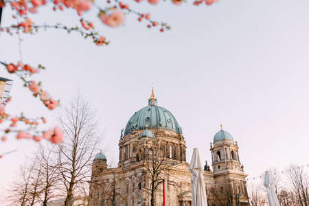 BERLIN, GERMANY - 04.04.2020: View on the Berlin Cathedral and a branch with cherry blossoms in spring.のeditorial素材