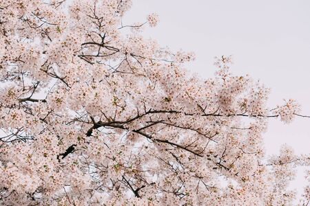 Branch with cherry blossoms, can be used as beautiful spring background.の写真素材