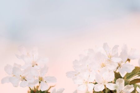 Cherry blossoms closeup, can be used as beautiful spring blurred background.の写真素材