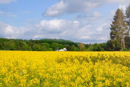 Landscape with yellow fields of blooming rapeseed in Germany.