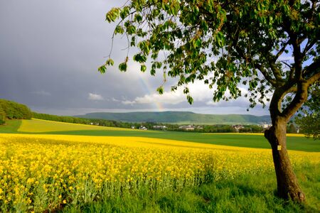 Landscape with beautiful yellow fields of blooming rapeseed  and a rainbow in Germany.の写真素材