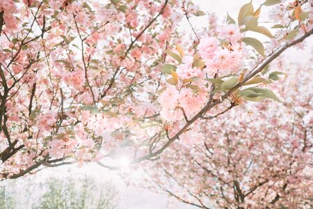 Branches of blooming sakura with fresh pink flowers. Can be used as natural background.の写真素材