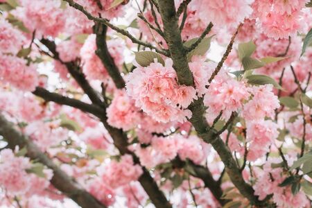 Branches of blooming sakura with fresh pink flowers. Can be used as natural background.