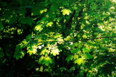 Fresh green maple foliage in spring in the forest closeup.