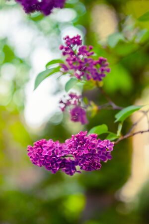 Closeup of a beautiful flowering branch of lilac.の写真素材