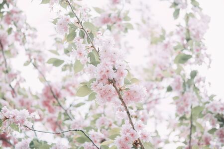 Branches of blooming sakura with fresh pink flowers. Can be used as natural background.の写真素材