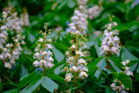 Beautiful white blossoms of a chestnut tree close-up.