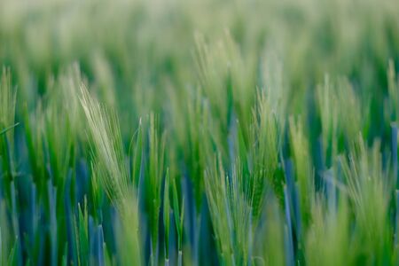 Close-up of young green spikelets of wheat in a field.の写真素材