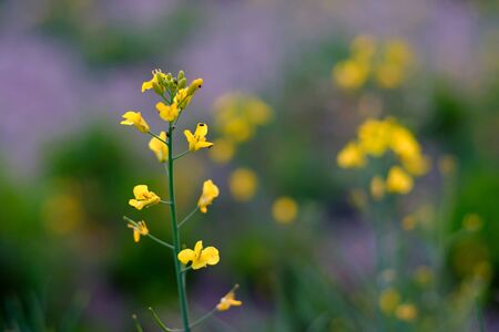 Closeup of a yellow of blooming rapeseed on the field in Germany.