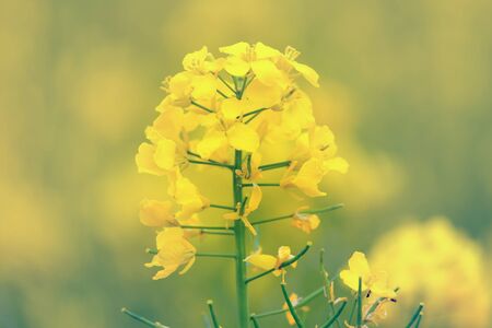 Yellow flower of blooming rapeseed on the field closeup.の写真素材