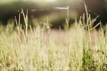 Closeup of wild grasses and flowers in the sun.