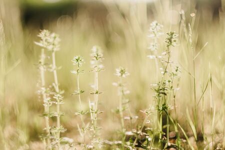 Closeup of wild grasses and flowers in the sun.