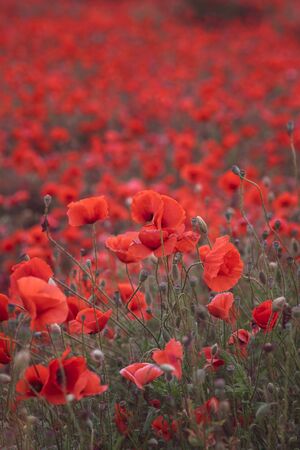 Beautiful red poppies in the field, close-up, can be used as natural background.