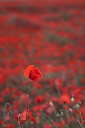 Beautiful red poppies in the field, close-up, can be used as natural background.