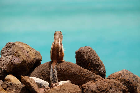 A chipmunk sits on rocks overlooking the ocean in the Canary Island of Fuerteventura, Spain.の写真素材