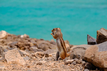 A chipmunk siting on rocks with the ocean on the background on the Canary Island of Fuerteventura, Spain.の写真素材