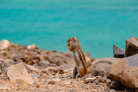 A chipmunk siting on rocks with the ocean on the background on the Canary Island of Fuerteventura, Spain.の写真素材