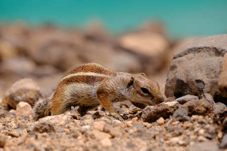 A chipmunk siting on rocks with the ocean on the background on the Canary Island of Fuerteventura, Spain.の写真素材