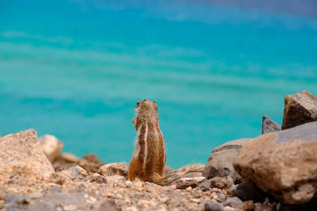 A chipmunk sits on rocks and looks out over the ocean in the Canary Island of Fuerteventura, Spain.の写真素材
