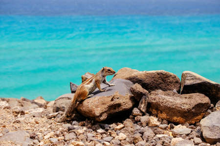 A chipmunk sits on rocks with the ocean on the background on the Canary Island Fuerteventura, Spain.の写真素材
