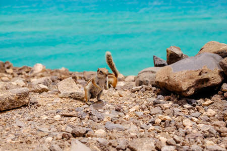 A chipmunk sits on rocks with the ocean on the background on the Canary Island Fuerteventura, Spain.の写真素材
