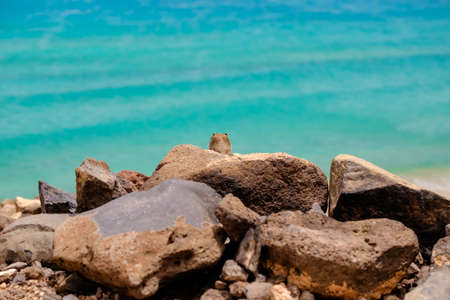 A chipmunk sits on rocks with the ocean on the background on the Canary Island Fuerteventura, Spain.の写真素材