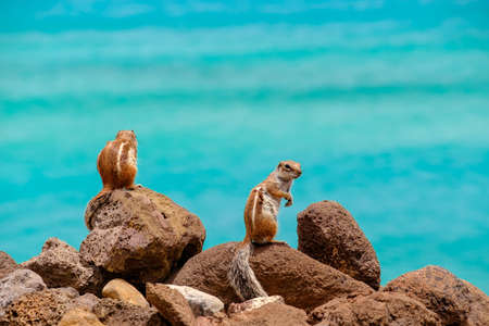 Chipmunks sit on rocks with the ocean on the background on the Canary Island Fuerteventura, Spain.の写真素材