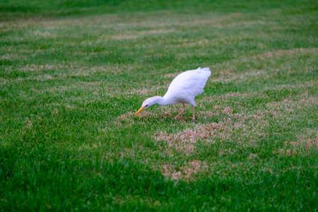 Kirkamon-Cattle Erget bird walking on the green grass.の写真素材