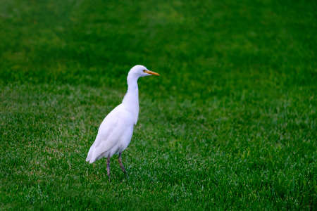 Kirkamon-Cattle Erget bird walking on the green grass.の写真素材