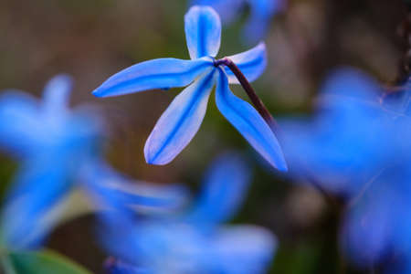 Ground flowers close-up, can be used as natural blurred background.