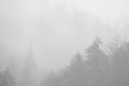 Beautiful landscape with fog in forest in black and white.の写真素材