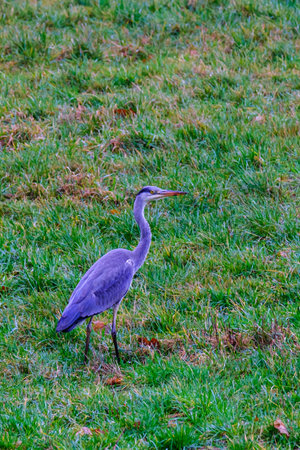Gray Heron - Ardea cinerea, large common gray heron standing in front of agricultural field in Bad Pyrmont in Germany.の写真素材
