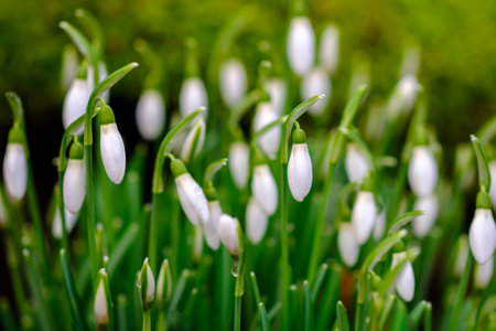Snowdrop or common snowdrop (Galanthus nivalis) flowers in Germany.の写真素材