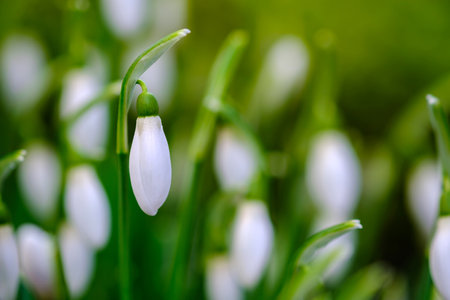 Snowdrop or common snowdrop (Galanthus nivalis) flowers in Germany.の写真素材