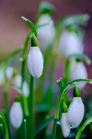 Snowdrop or common snowdrop (Galanthus nivalis) flowers in Germany.の写真素材