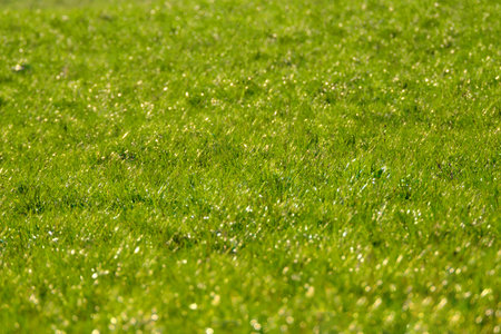 Green grass texture for background, green lawn pattern and texture background, close-up.