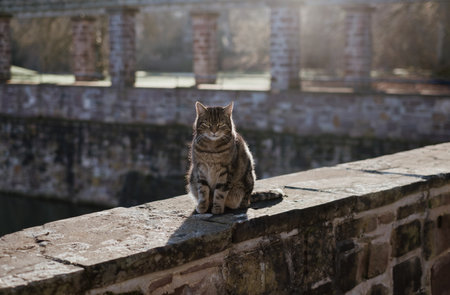 Beautiful tobby cat outdoors in the city.の写真素材