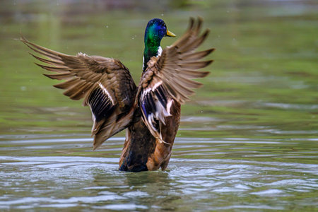 Male Mallard duck stretching wings in lake in Bad Pyrmont Germany.の写真素材